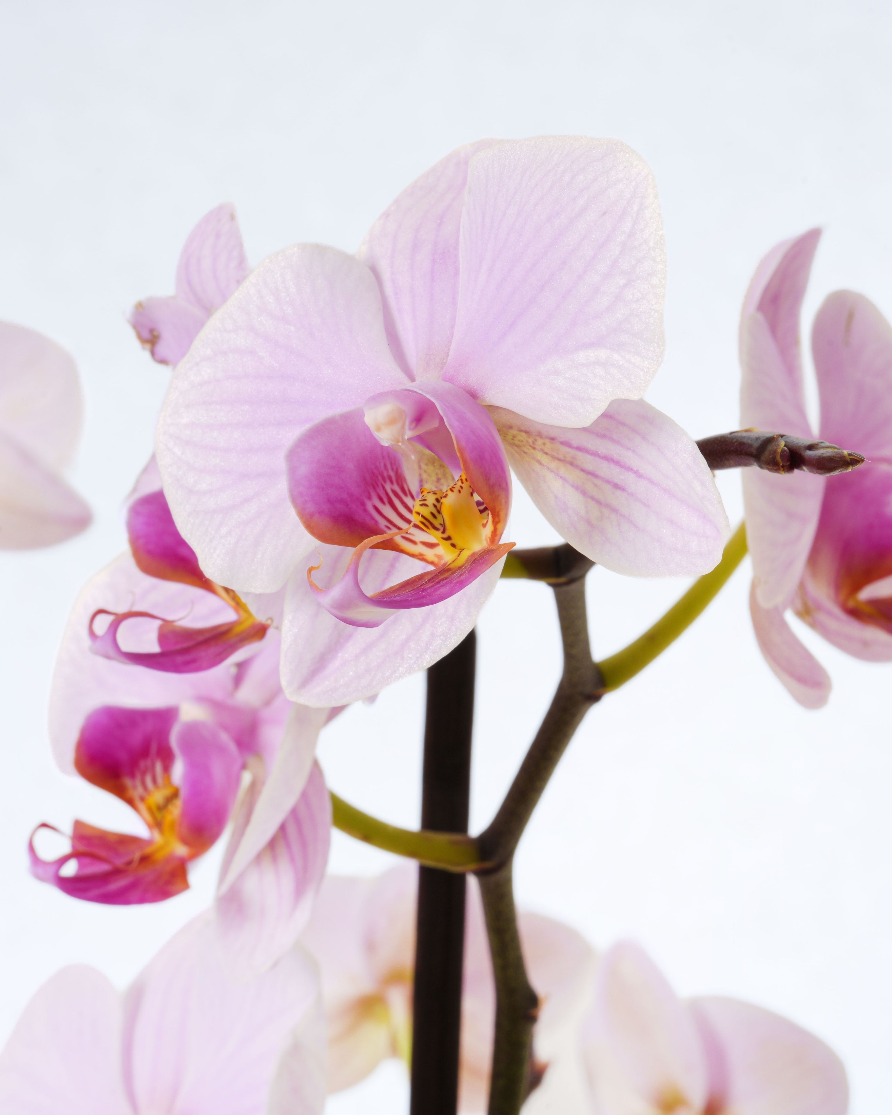 Seasons Botanics — Floral Design