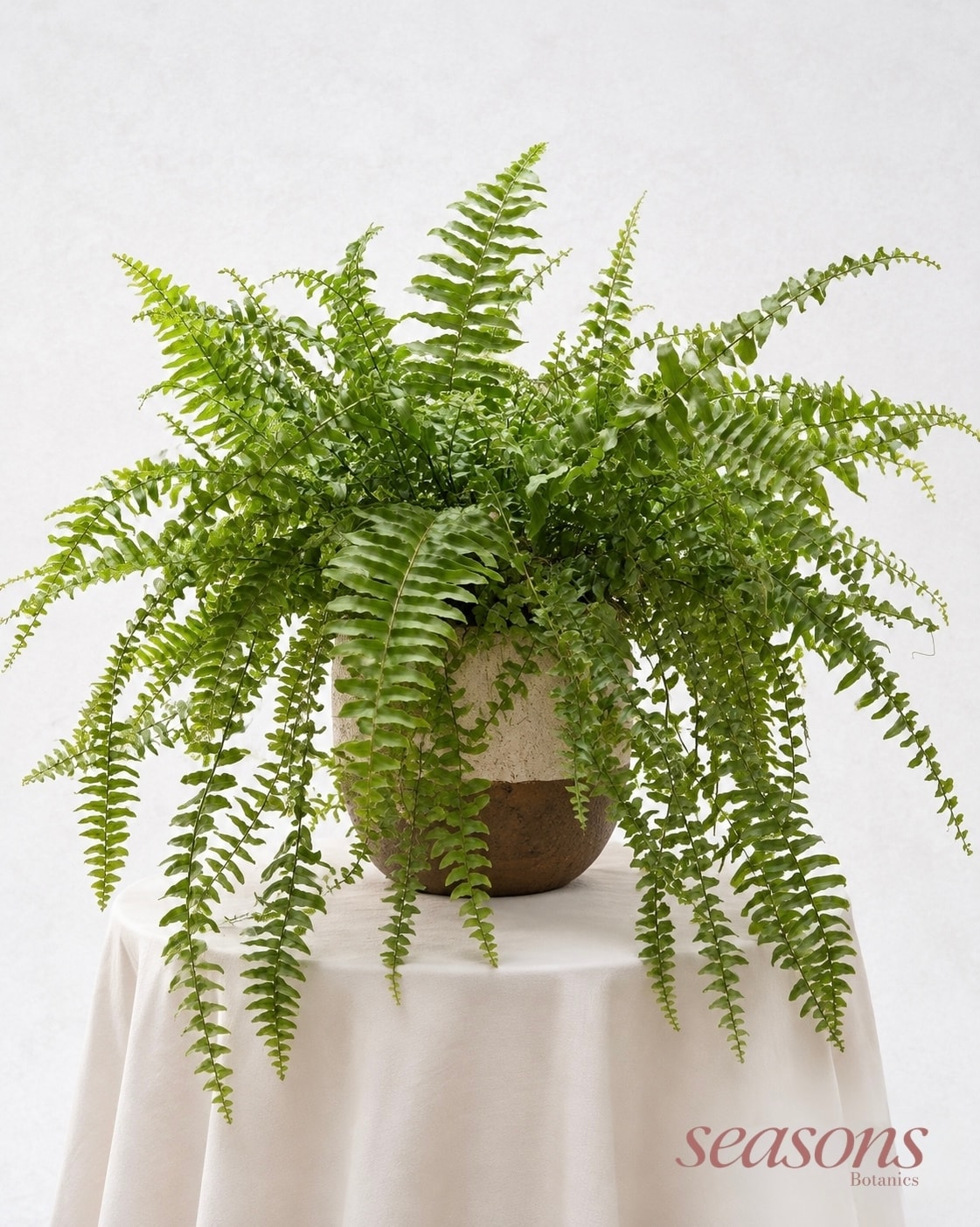 Boston Fern