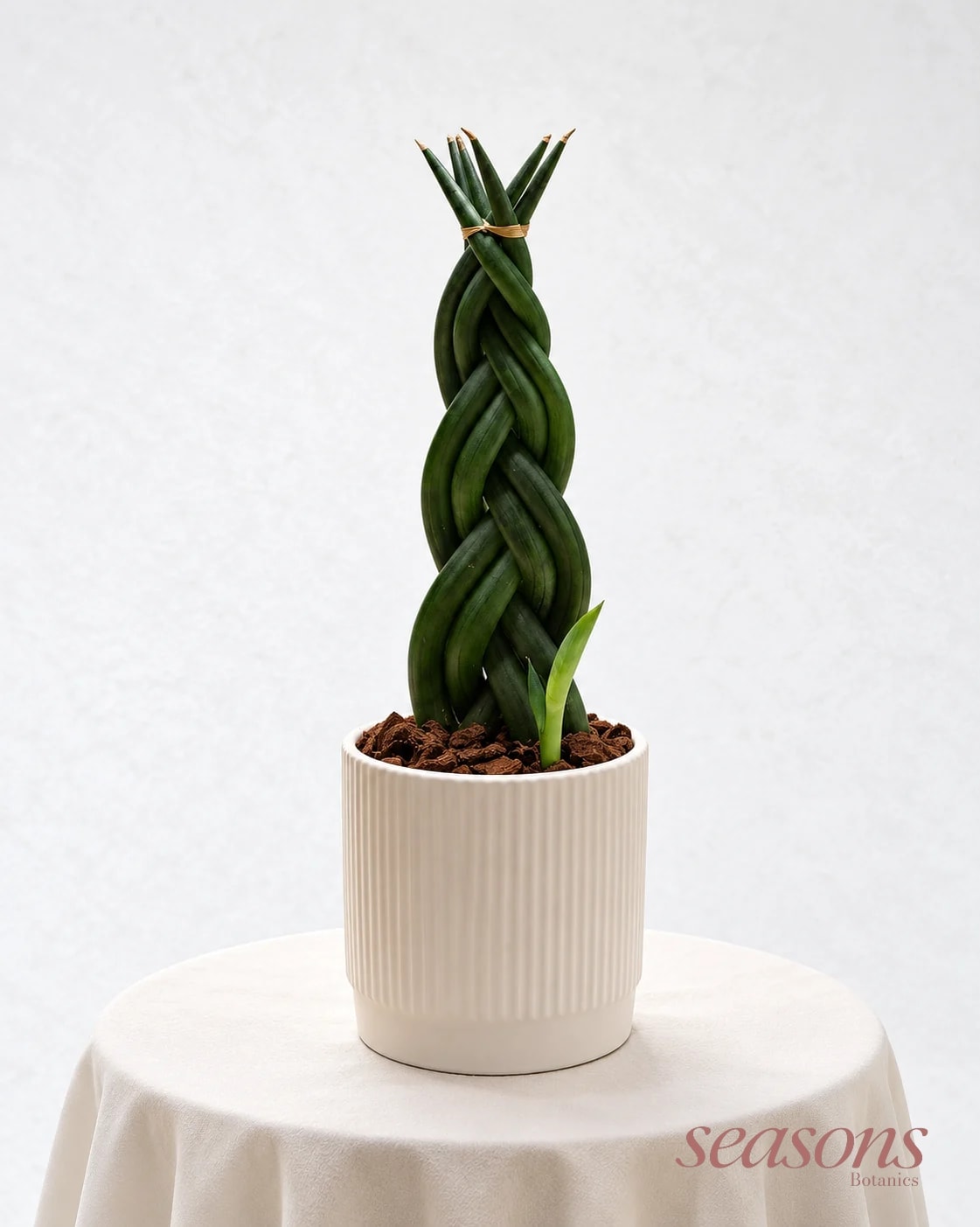 Braided Snake Plant