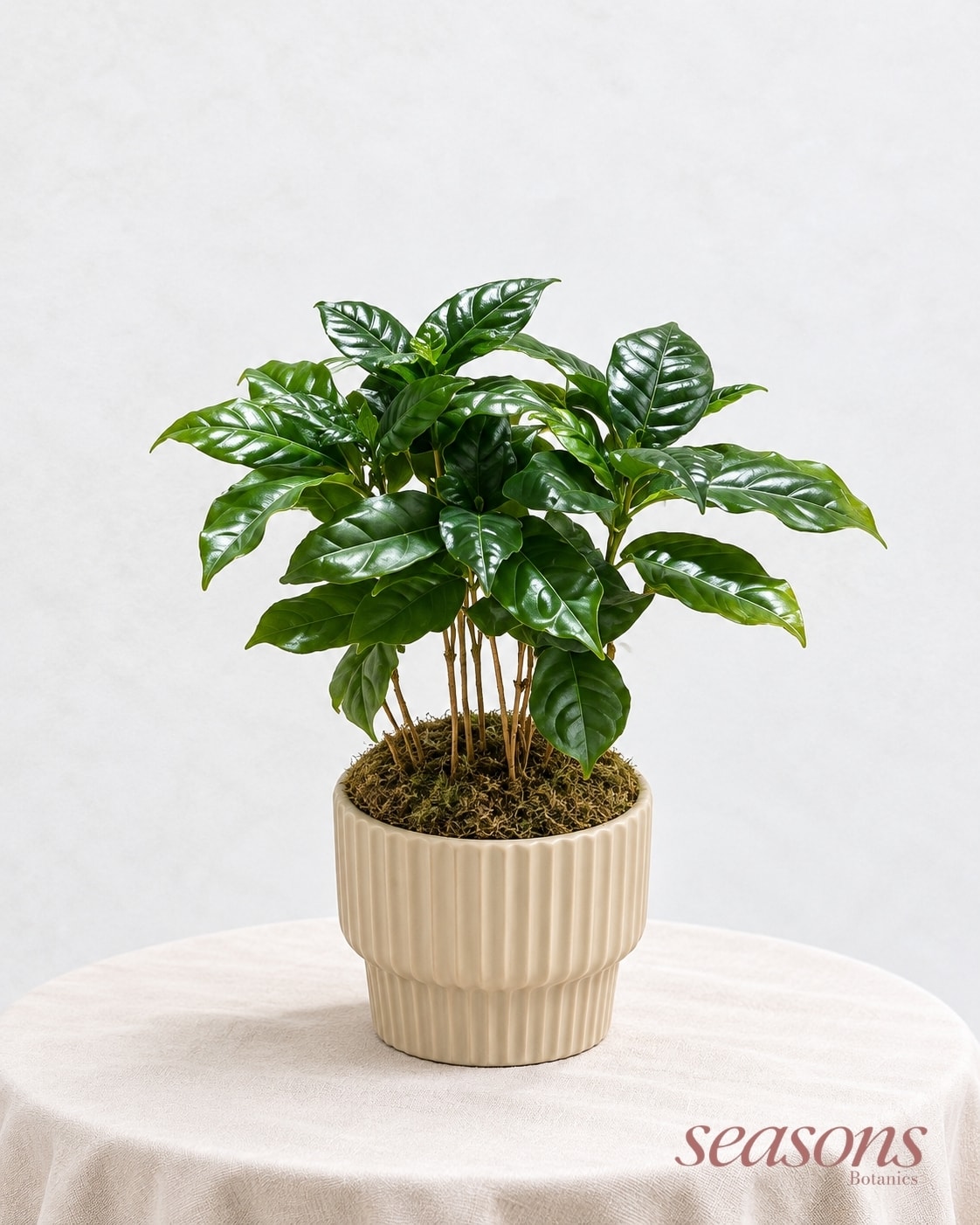 Coffee Plant