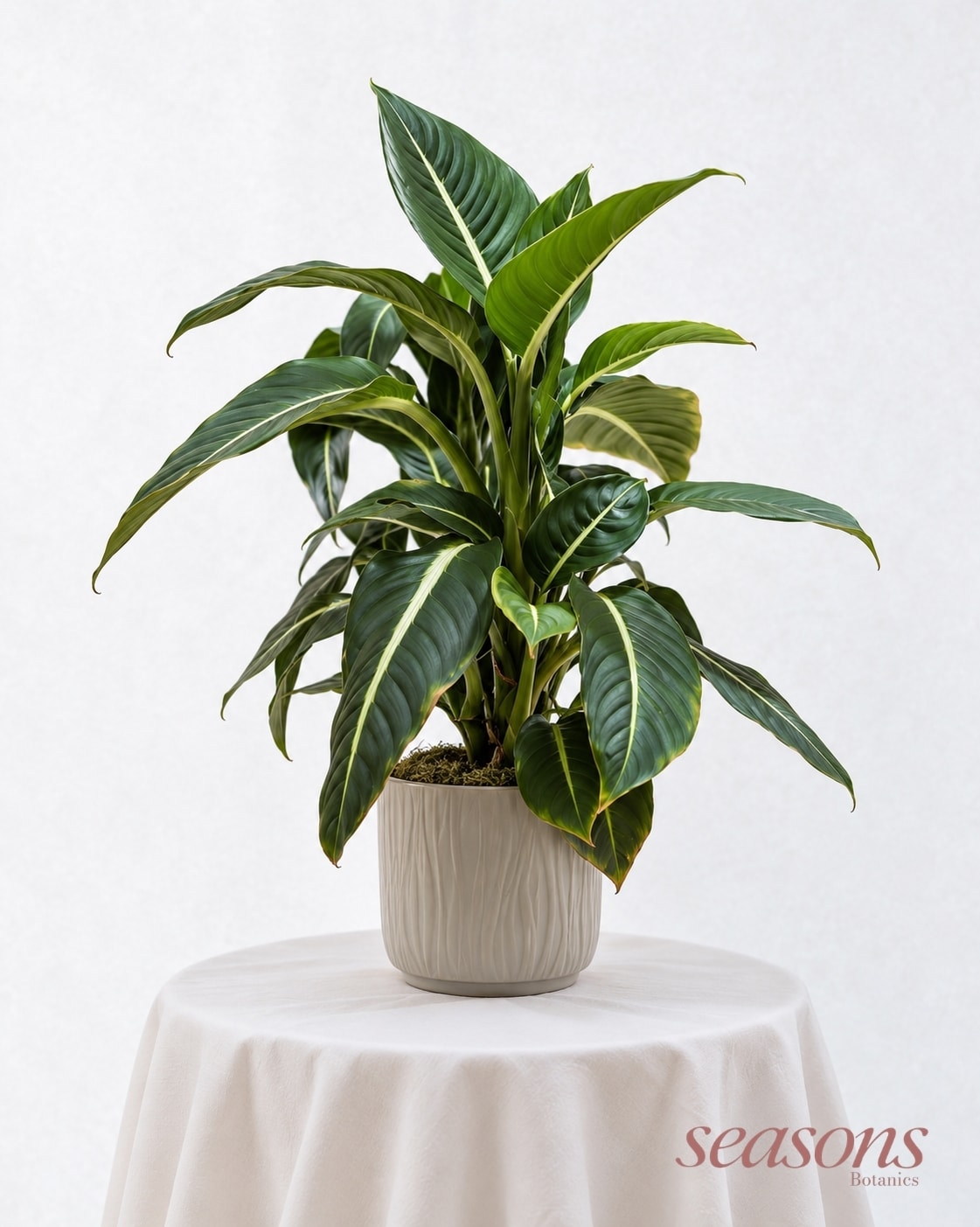 Dieffenbachia