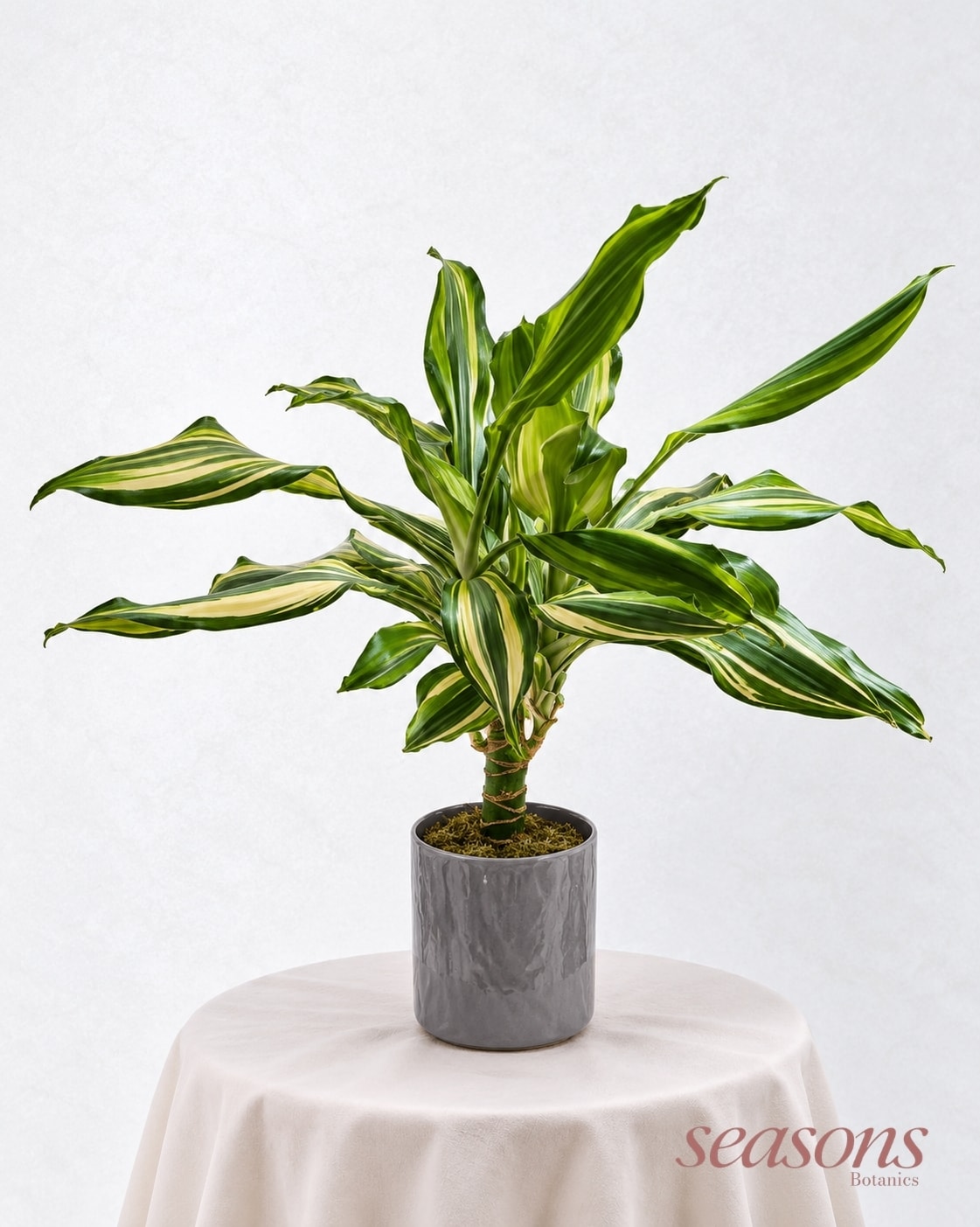 Dracaena Lemon Lime