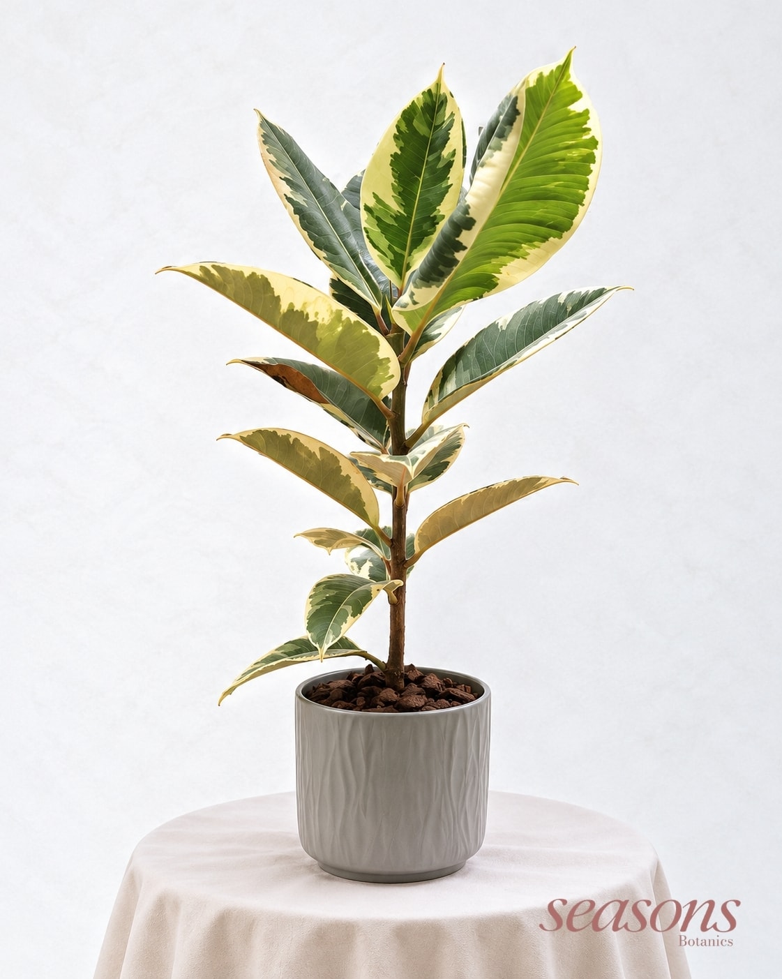 Ficus Elastica