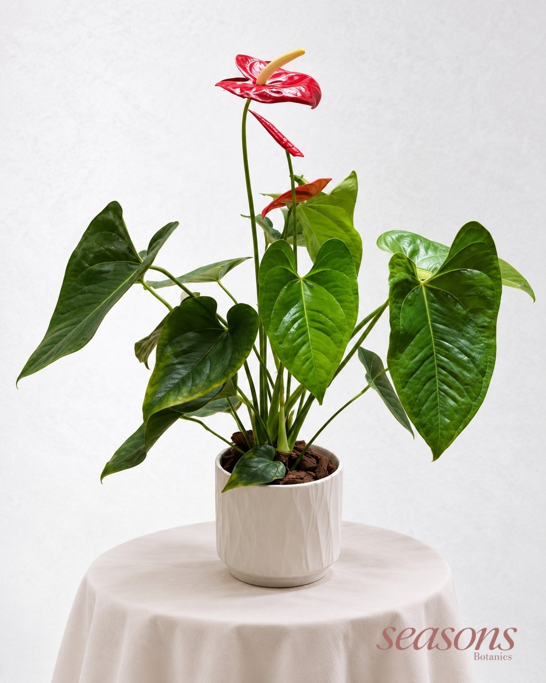 Flamingo Anthurium