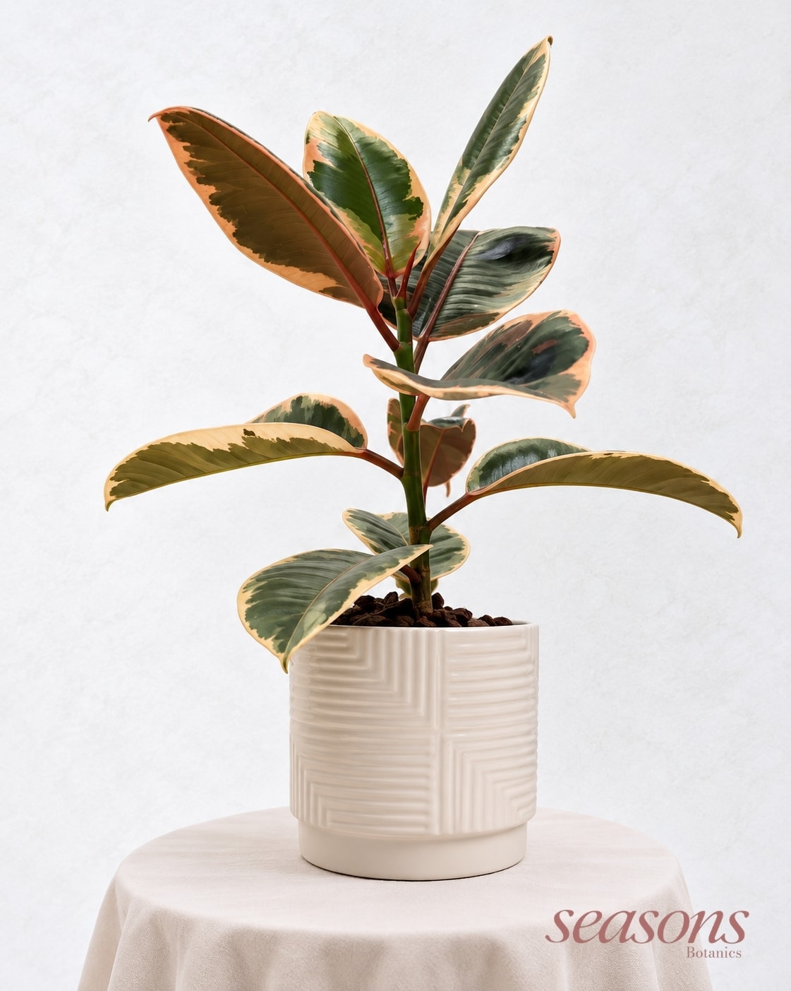 Ivory Variegated