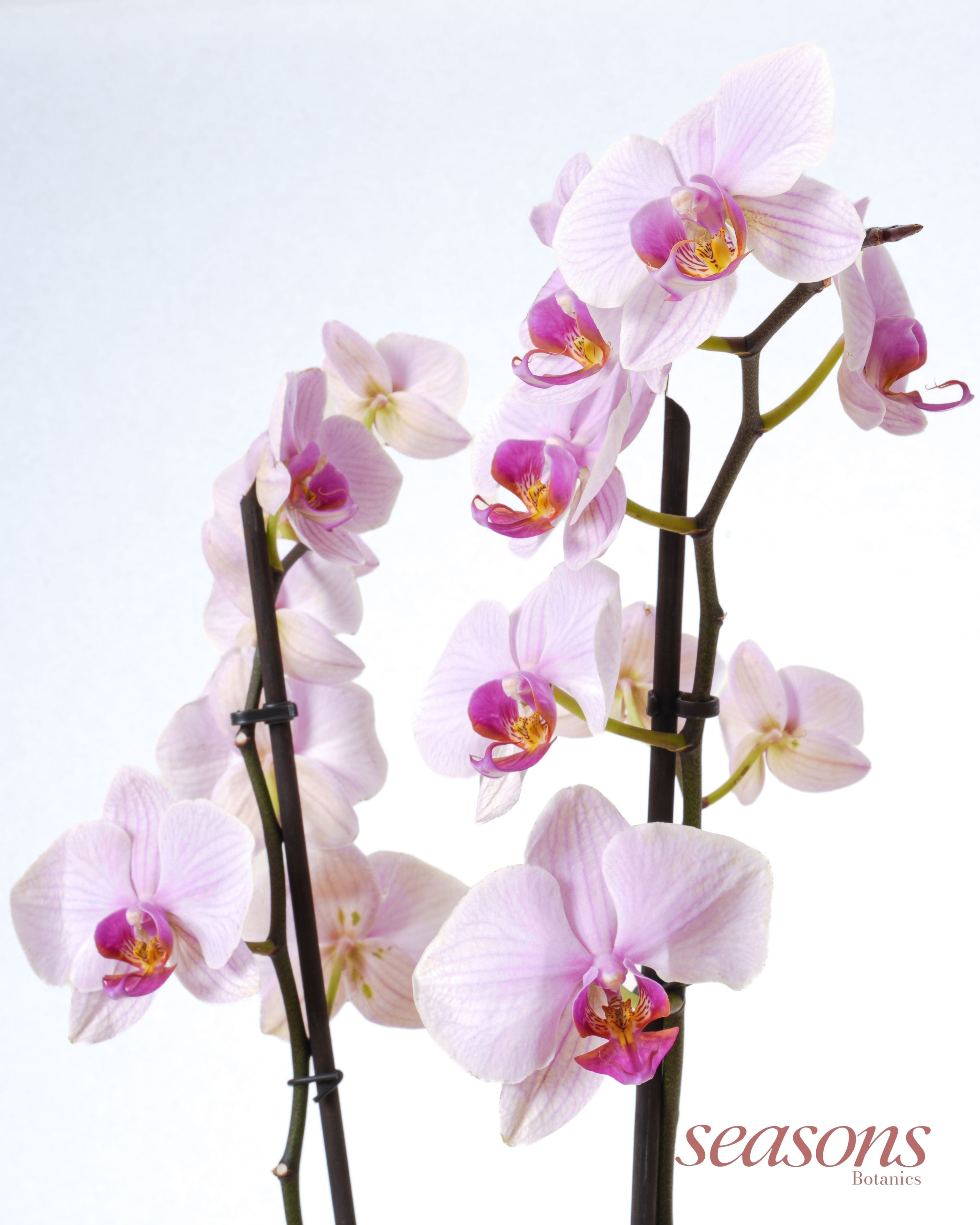Lavender Orchid