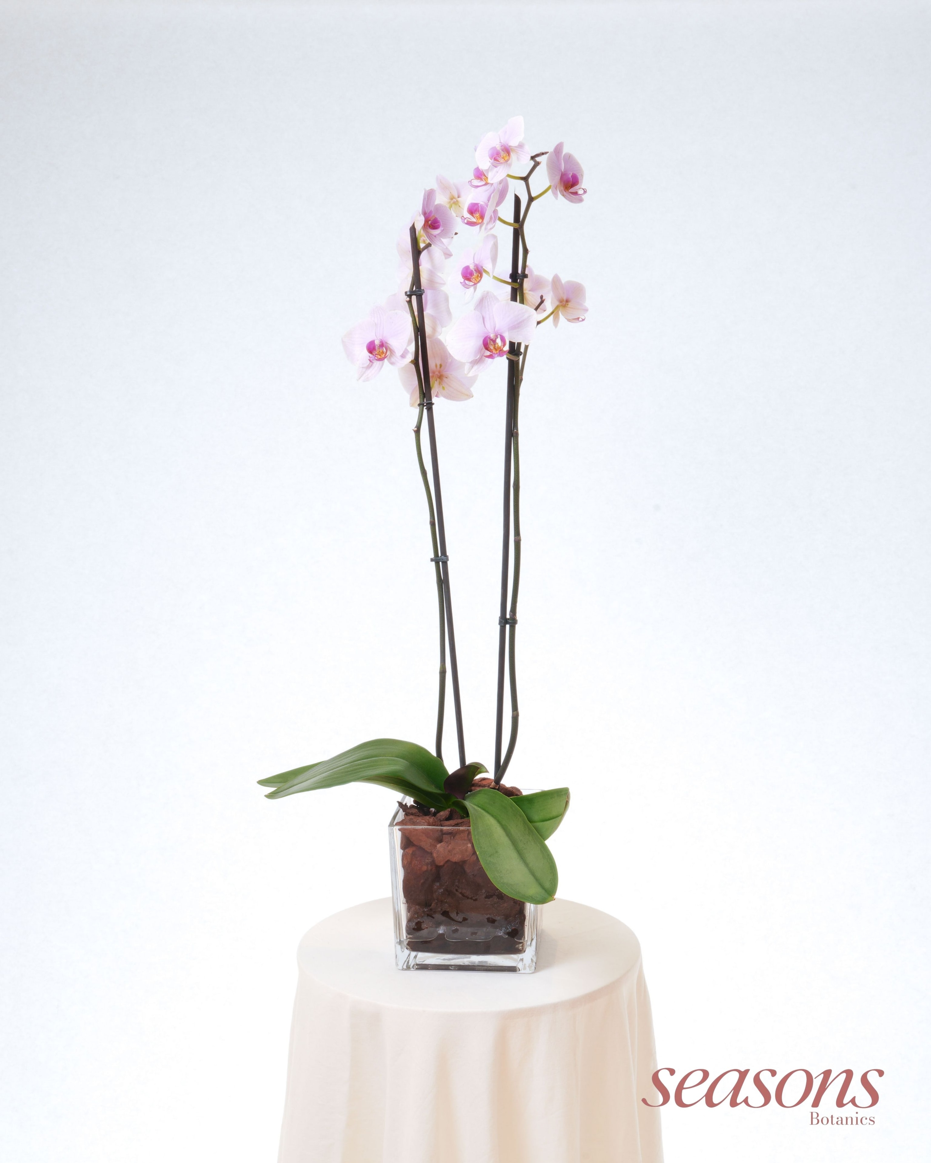 Lavender Orchid view 2