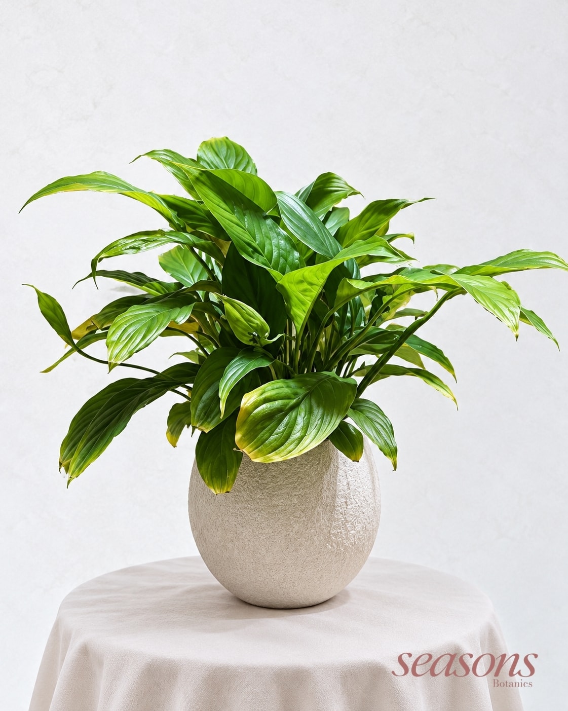 Peace Lily