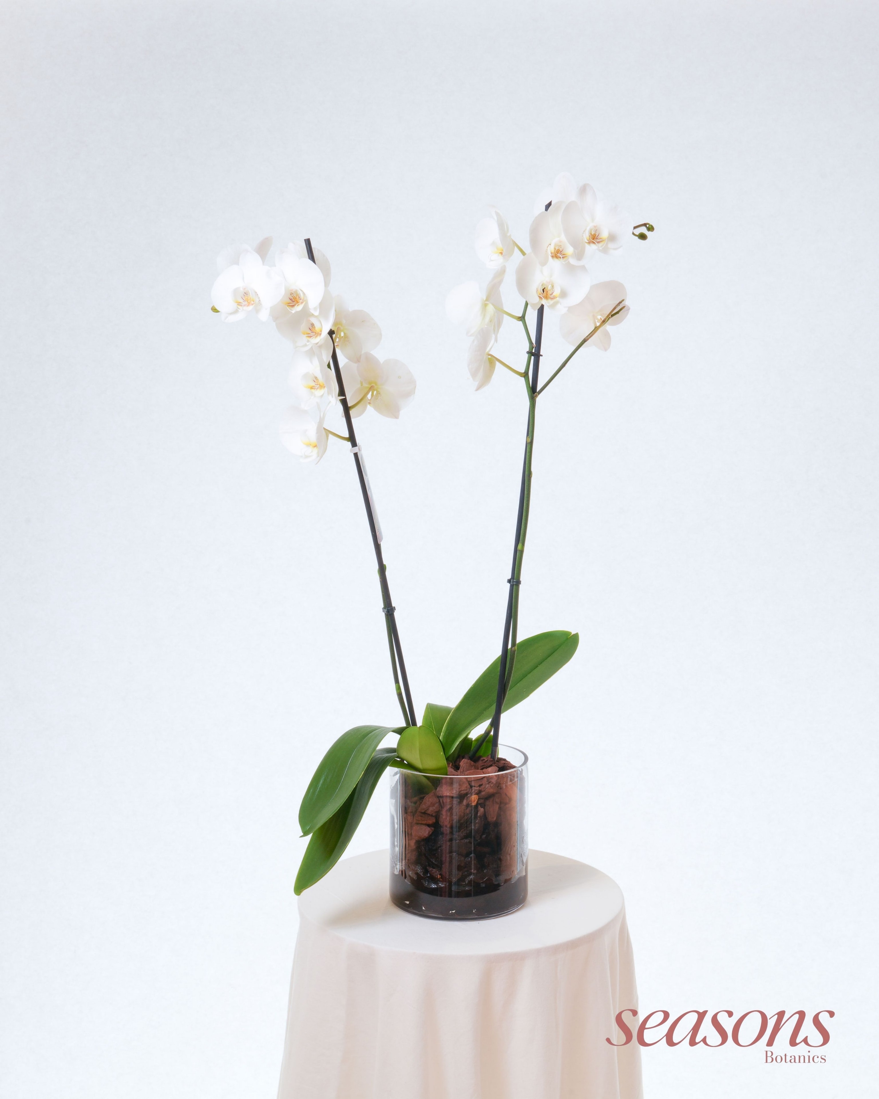 Pearl Orchid
