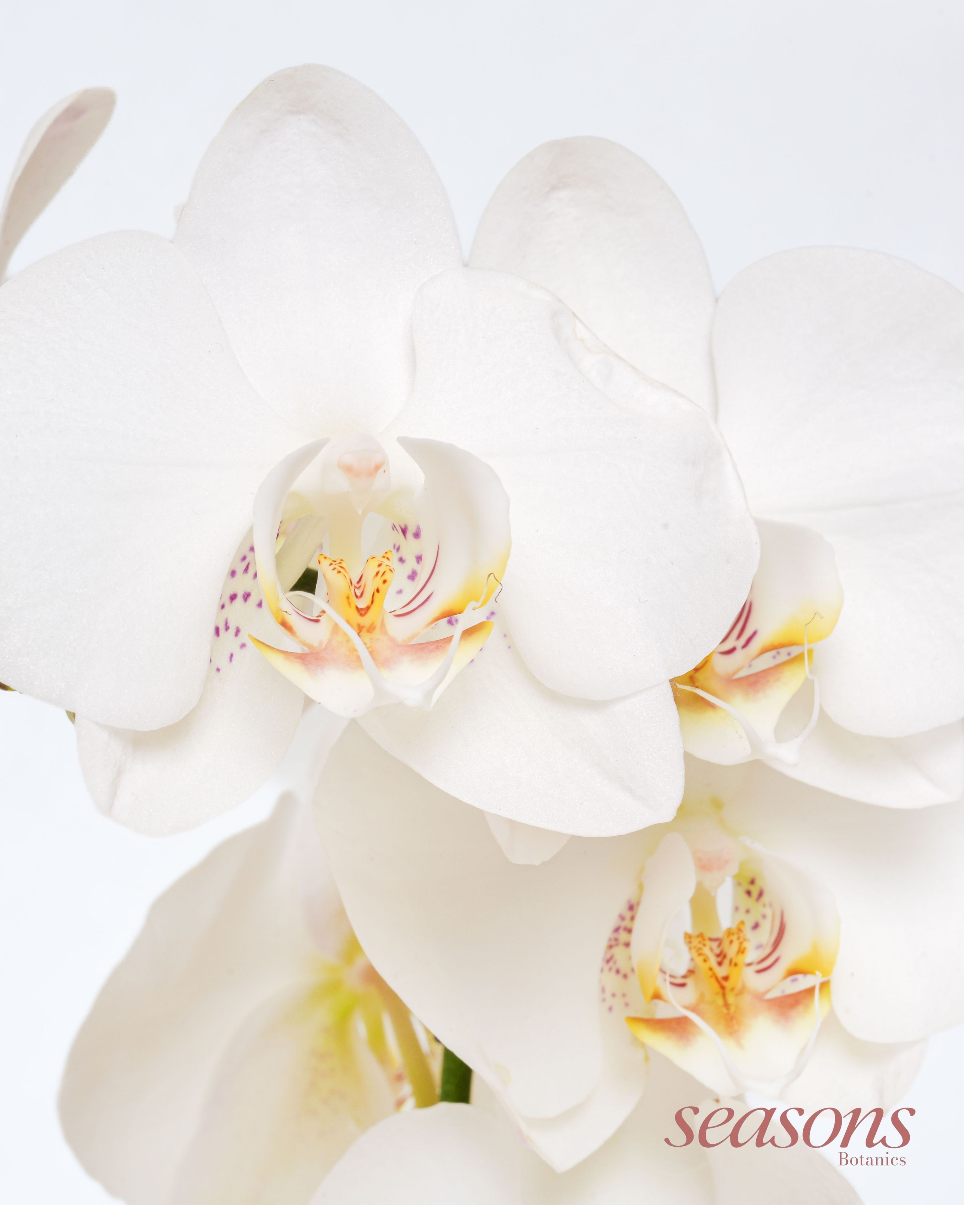 Pearl Orchid view 2