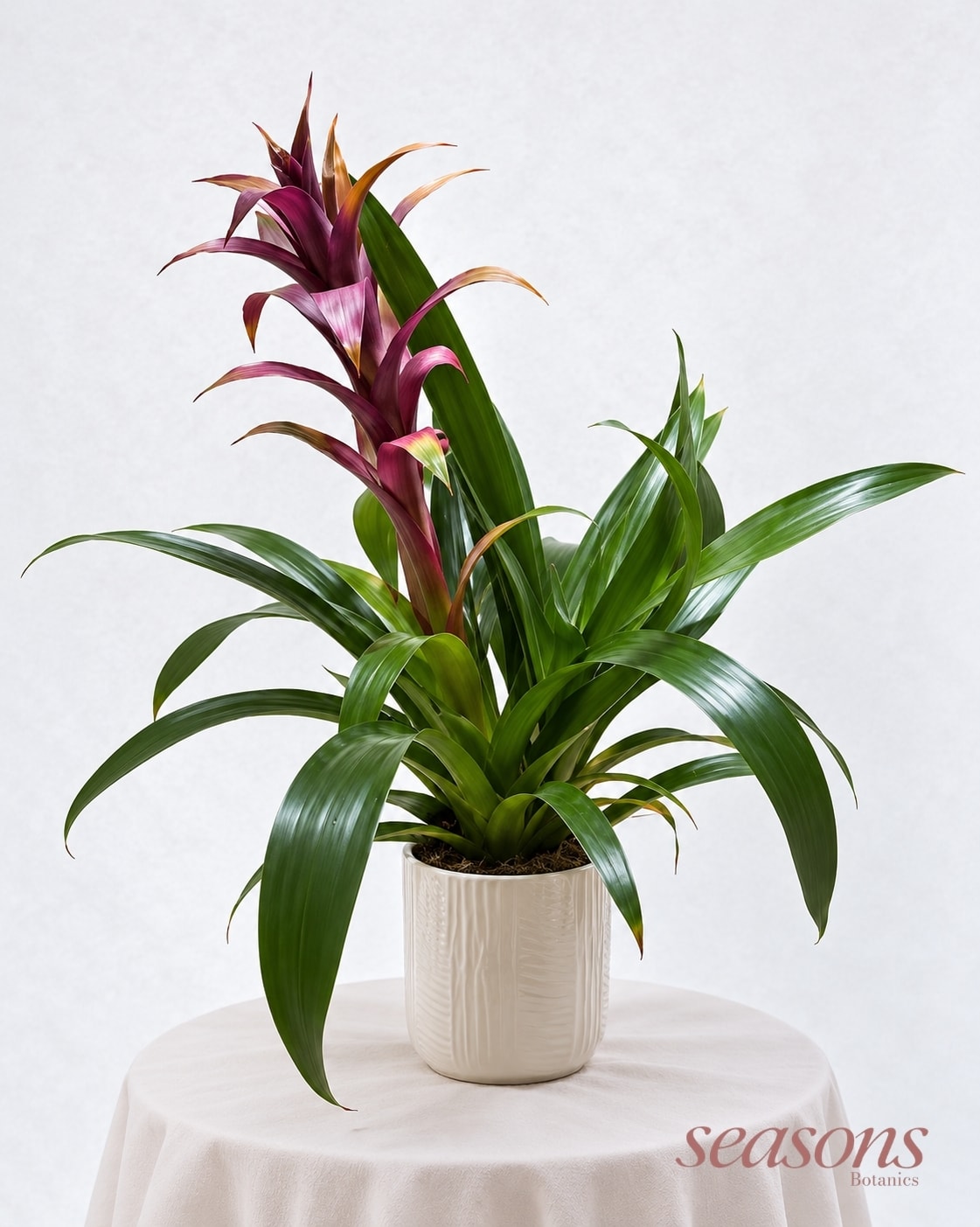 Pink Guzmania