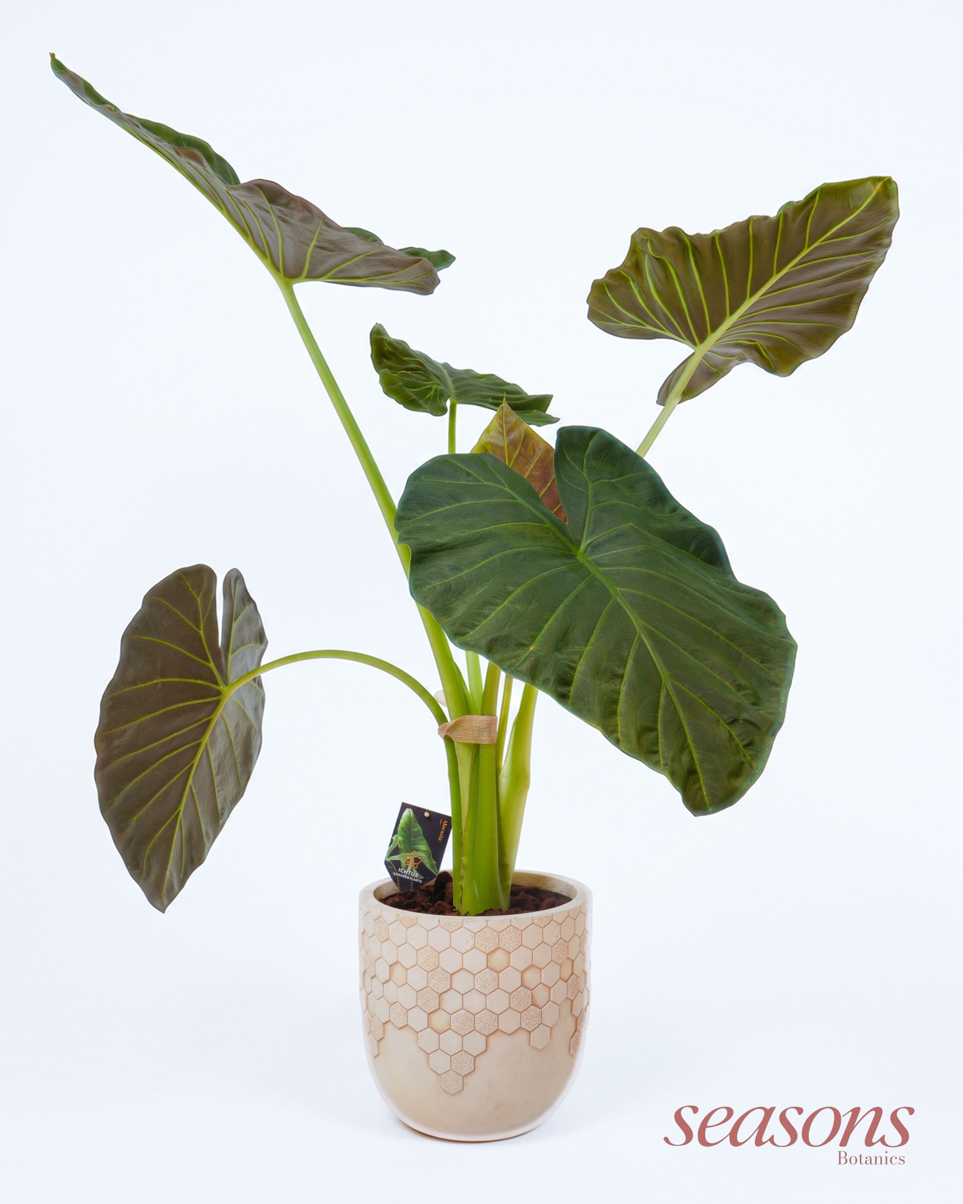Tropical Form